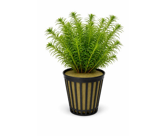Egeria najas