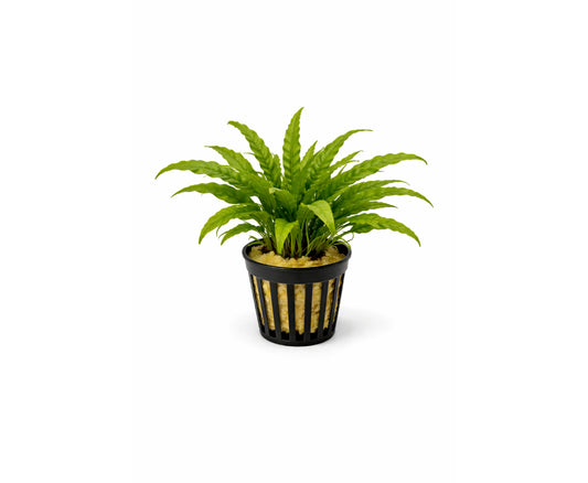 Helecho microsorum pteropus mini