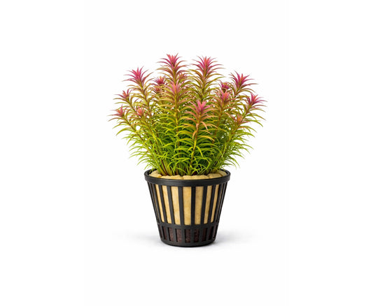 Limnophila aromatica