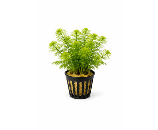 Limnophila sessiflora