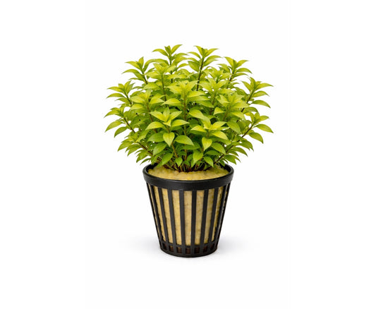 Ludwigia palustris green