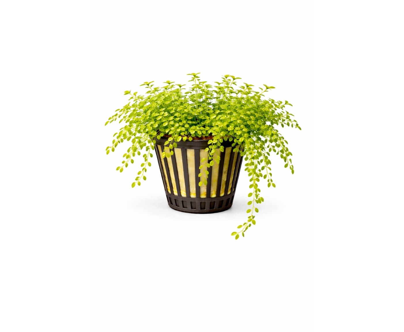 Micranthemum micranthemoides