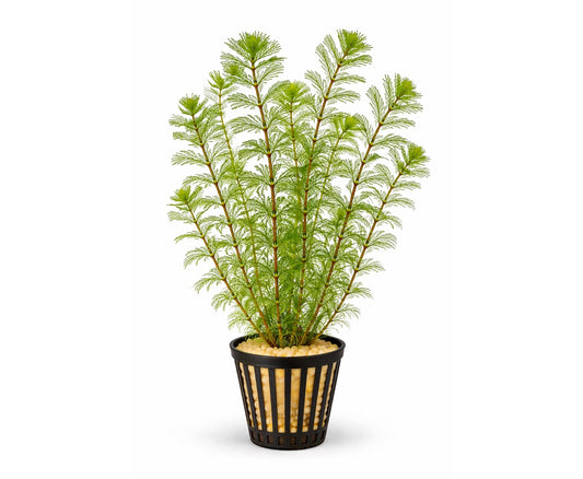 Myriophyllum matogrossense