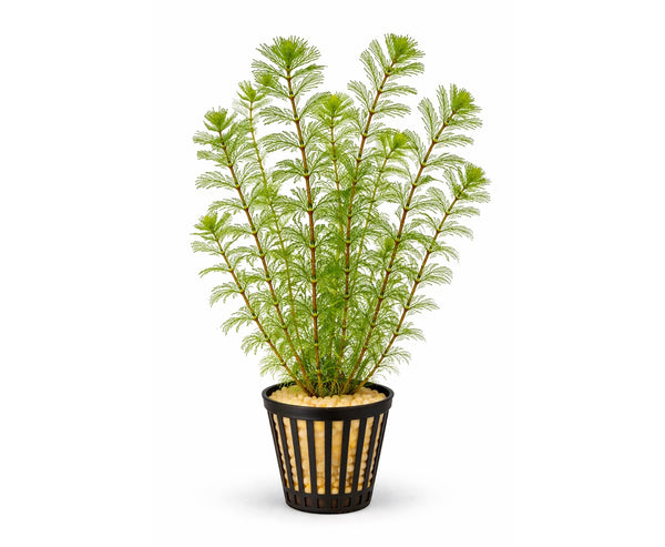 Myriophyllum matogrossense