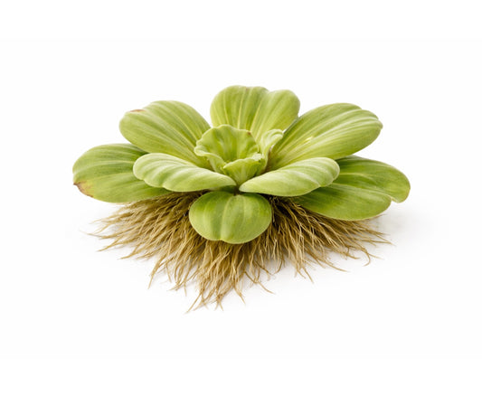 Pistia