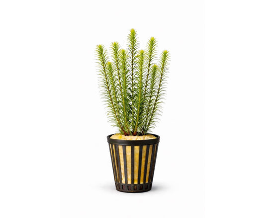 Pogostemon erectus