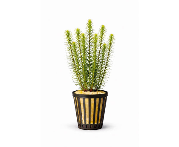 Pogostemon erectus