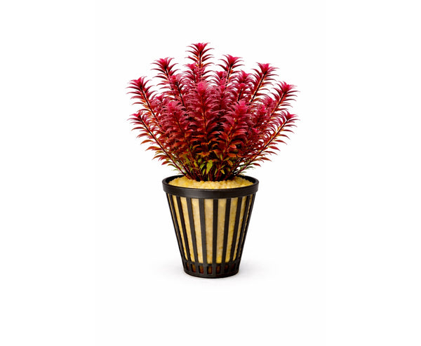 Rotala blood red