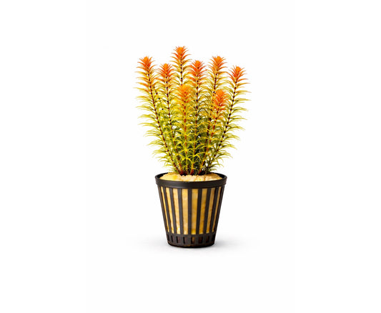 Rotala orange juice