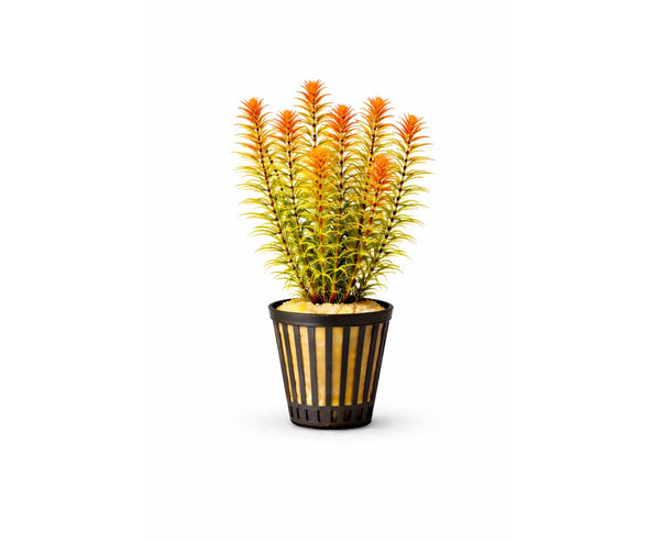 Rotala orange juice