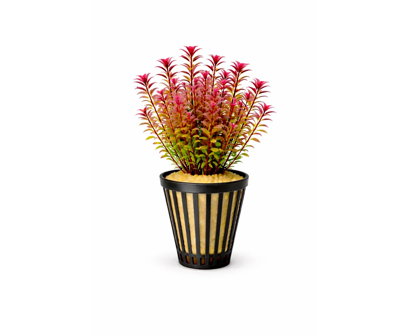Rotala rotundifolia