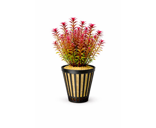 Rotala rotundifolia