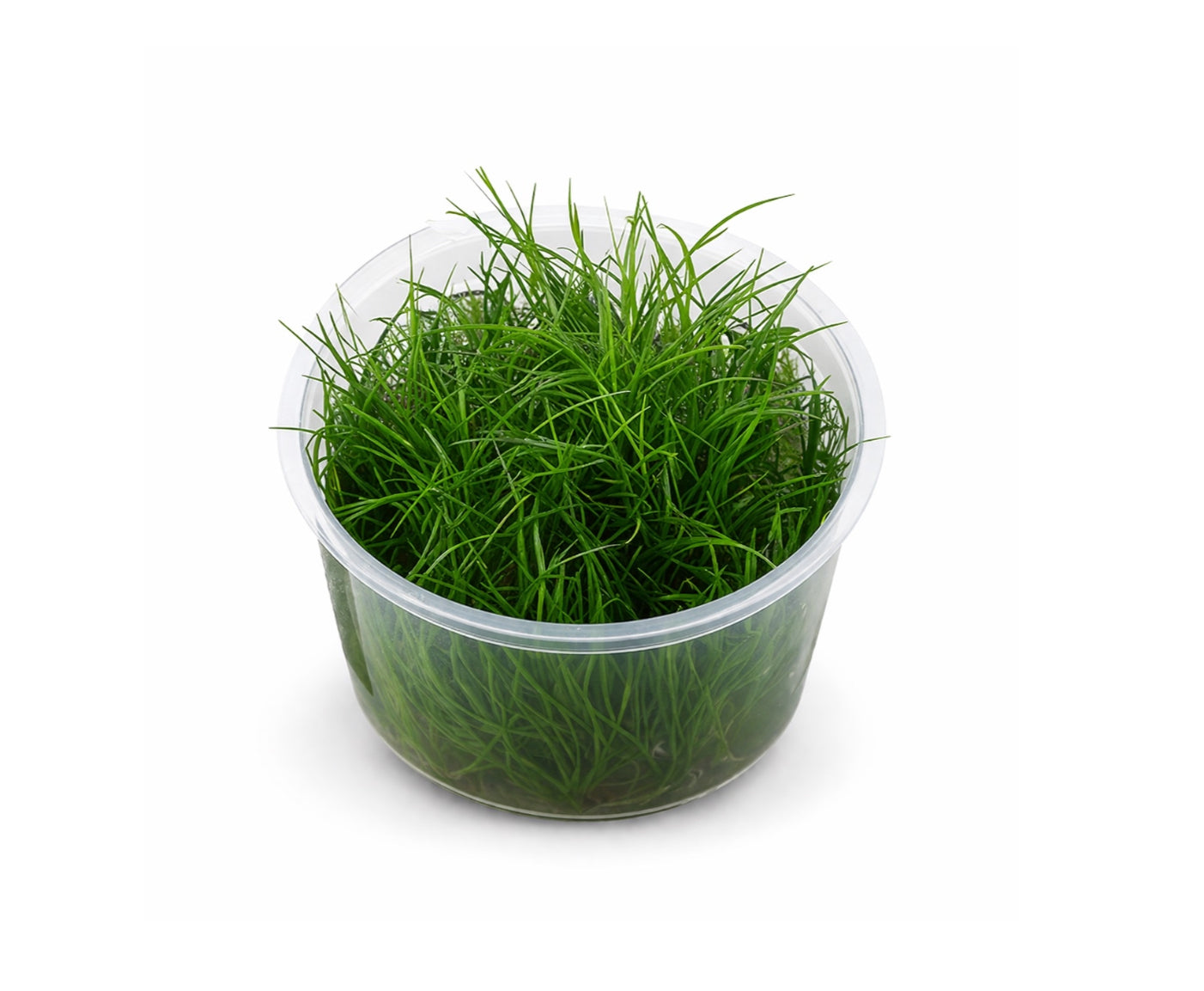 Eleocharis minima sp