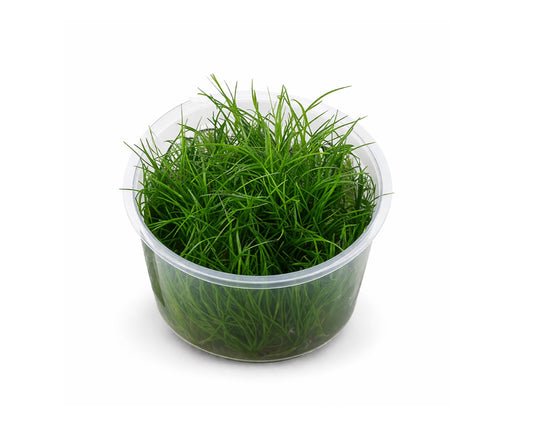 Eleocharis minima sp